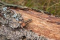 Lizard on the log which has grown with a moss Royalty Free Stock Photo