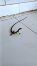Lizard with long tail and thin body