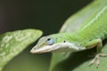 Lizard looking up