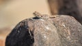 Lizard lying on a rock in the sun Royalty Free Stock Photo