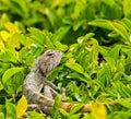 Lizard is lying on a bush Royalty Free Stock Photo