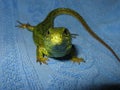 Lizard macro Royalty Free Stock Photo