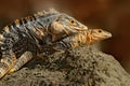 Lizard mating. Pair of reptiles, Black Iguana, Ctenosaura similis, male female sitting on black stone, chewing to head, animal in