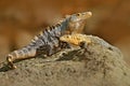 Lizard mating. Pair of reptiles, Black Iguana, Ctenosaura similis, male female sitting on black stone, pair of iguanas, animal in