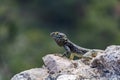 Lizard on medieval ruins, Rhodes island, Greece