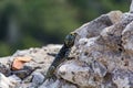 Lizard on medieval ruins, Rhodes island, Greece
