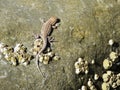 lizard mimicked on a sea stone