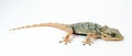 Lizard Moorish Gecko Tarentola Mauritania isolated on white close up macro, interesting reptile, Royalty Free Stock Photo