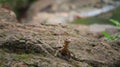 Lizard on Moss-Covered Rock in Nature Royalty Free Stock Photo
