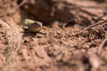 Lizard moving out of its nest hole Royalty Free Stock Photo
