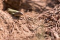 Lizard moving out of its nest hole Royalty Free Stock Photo