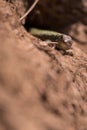 Lizard moving out of its nest hole Royalty Free Stock Photo
