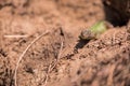 Lizard moving out of its nest hole Royalty Free Stock Photo