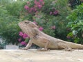 Lizard on my house boundry wall early morning Royalty Free Stock Photo