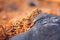 Lizard in Namibia desert with blue sky with clouds, wide angle. Wildlife nature. Gecko from Namib sand dune, Namibia. Royalty Free Stock Photo