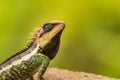 Lizard from national park Kaeng Krachan