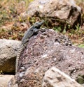 Lizard in the natural environment of Turkey. Royalty Free Stock Photo