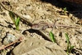 Lizard in nature outdoor