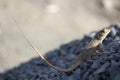 Lizard Royalty Free Stock Photo