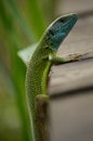 Lizard Royalty Free Stock Photo