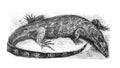 Lizard niloticus vintage illustration from Brockhause Konversations-Lexikon 1908