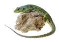 Lizard Royalty Free Stock Photo