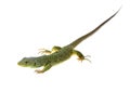 Lizard Royalty Free Stock Photo