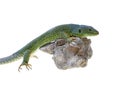 Lizard Royalty Free Stock Photo