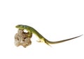 Lizard Royalty Free Stock Photo