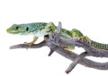 Lizard Royalty Free Stock Photo