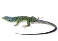 Lizard Royalty Free Stock Photo