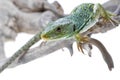 Lizard Royalty Free Stock Photo