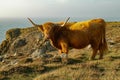 Highland Cattle, Kynance Cove, The Lizard, Cornwall, England, UK Royalty Free Stock Photo