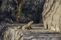 Lizard on old headstone in an abandoned Vorotnavank monastery in the mountains Syunik region