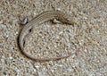 Lizard Ophisops elegans Royalty Free Stock Photo