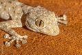 Lizard on orange fabric