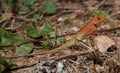 Lizard Orange head