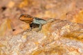 Lizard, orange-headed rock agame, South Australia