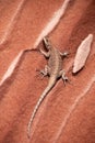 Lizard on Orange Sandstone