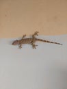 Lizard, gecko at the wall