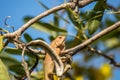 Lizard (Oriental garden lizard) on a tree Royalty Free Stock Photo