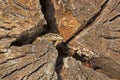 Lizard out of his refuge Royalty Free Stock Photo
