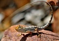Lizard Outback Australia Royalty Free Stock Photo