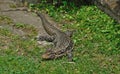 Lizard overo in the rural area that invades the family home