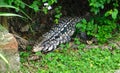 lizard overo in the rural area that invades the family home Royalty Free Stock Photo