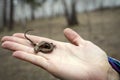 Lizard in the palm of a woman. Royalty Free Stock Photo