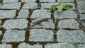 Lizard on paving stones in a park close-up. Royalty Free Stock Photo