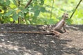 Lizard peel it scally skin while in the sun Royalty Free Stock Photo