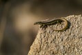 Lizard is perched on a natural rock formation Royalty Free Stock Photo