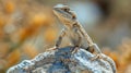 Lizard Perched on Rock Royalty Free Stock Photo